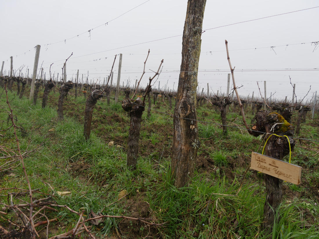 Виноградник на урожай